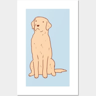 Labrador dog sitting Posters and Art